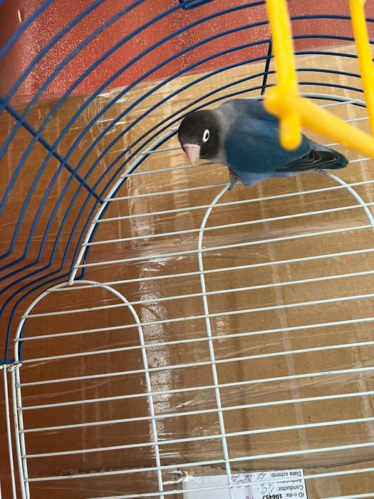 Papagal amorez personata