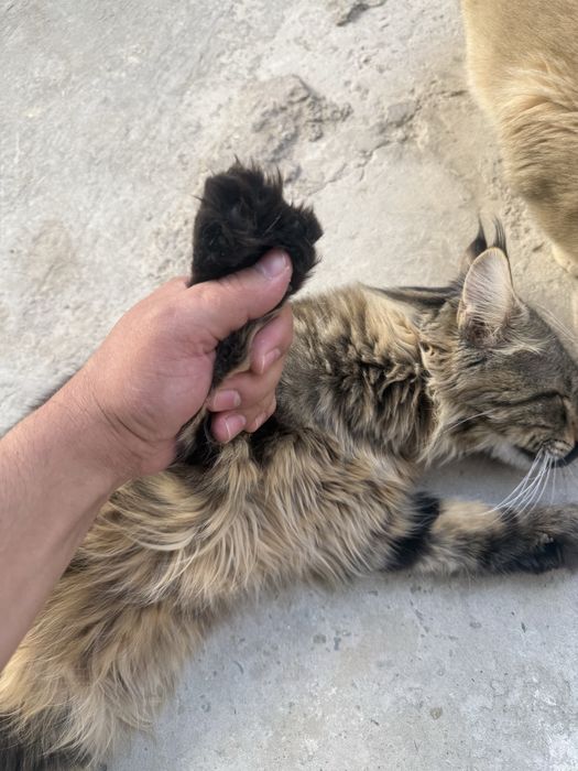 Meyukun er xotin ikkisi xam olti barmoq