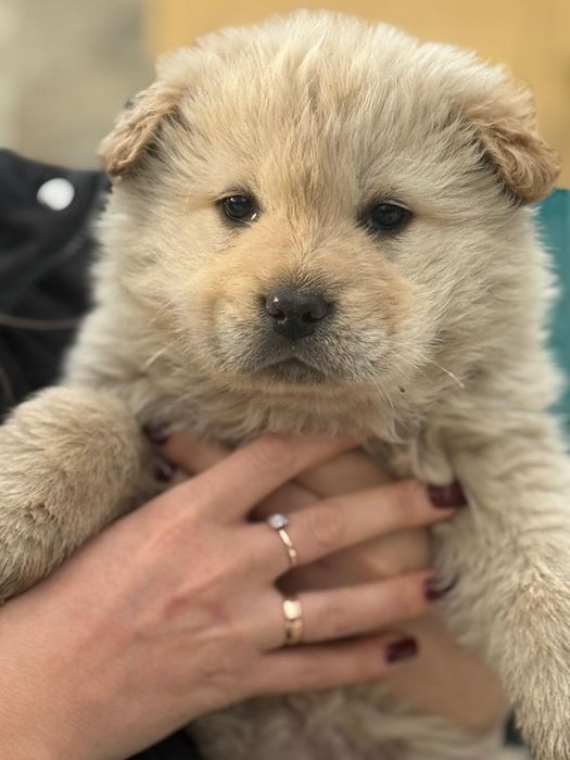 Щенки для охраны