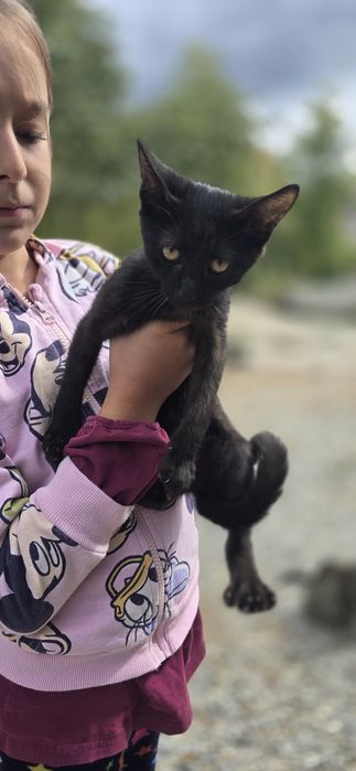 Pui de pisica spre adopție,