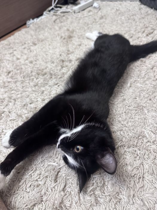 Кошка, еще котенок