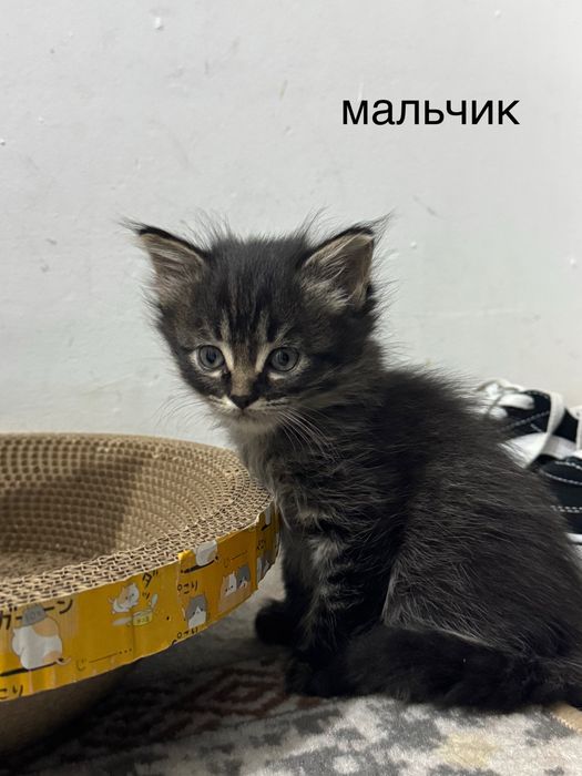 отдам котят бесплатно