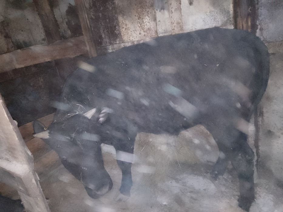 Продам быков 11-мес