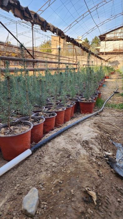 Голубой ель кўчатлари сотилади