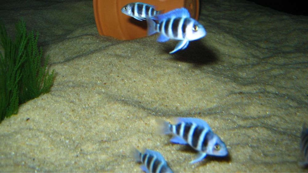 Продам франтозы моба блю заир