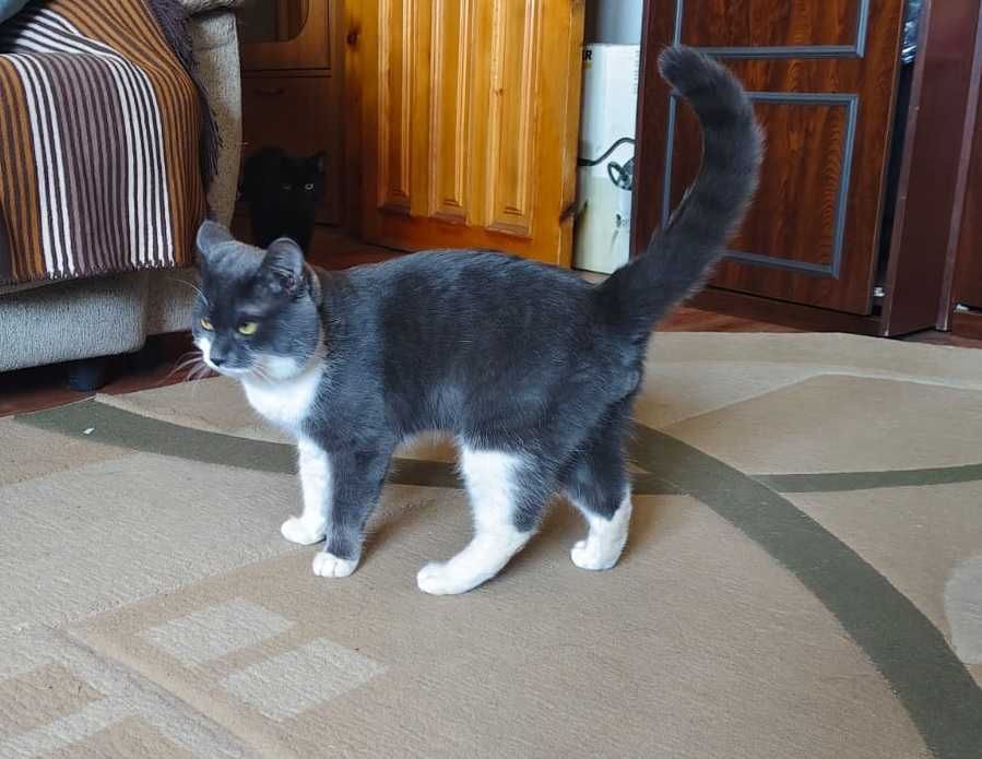 Отдам котов в добрые руки