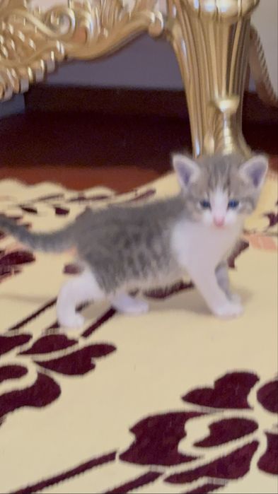 Британский мысықтар сатылымда