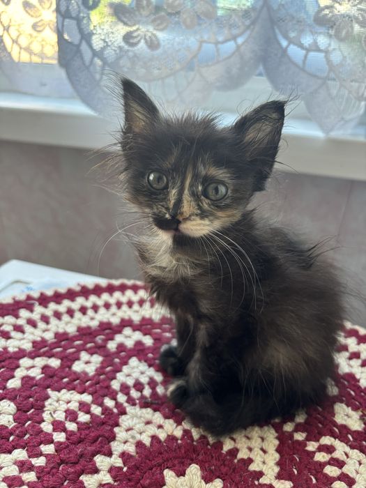 Котята бесплатно