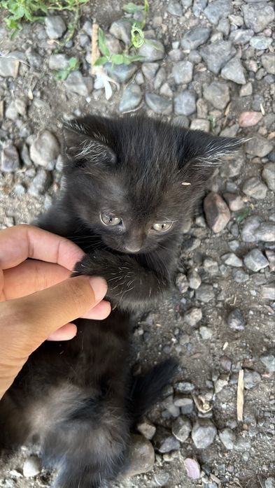 Одтам котёнка в добрые руки