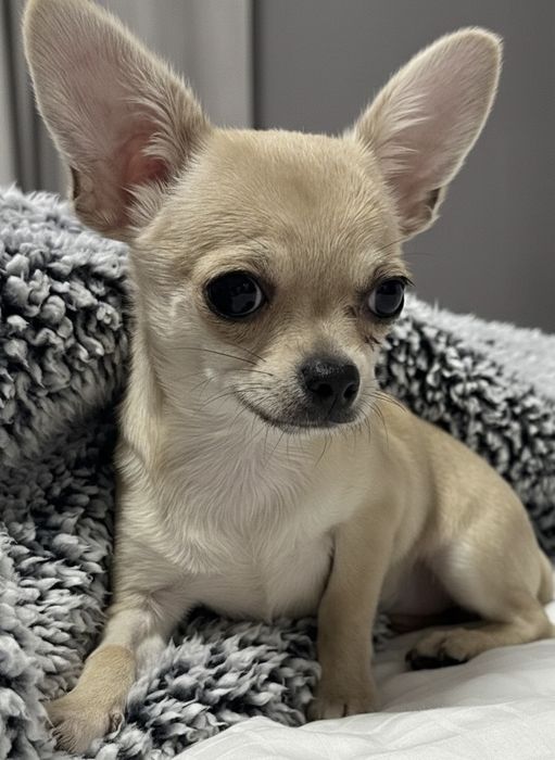 Топ Мини Чихуахуа Момиченце