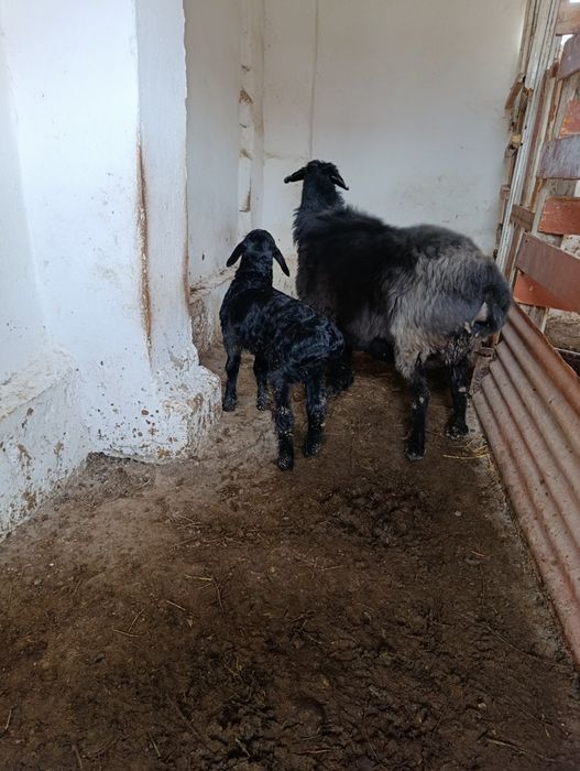 Куйлар узимизники