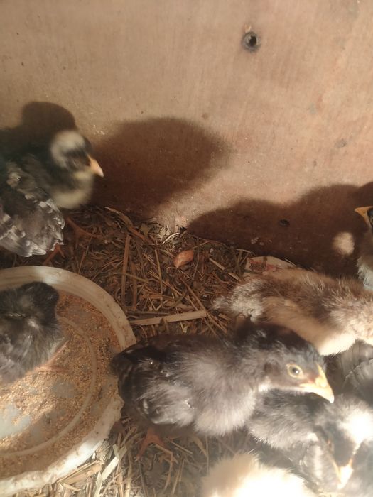 Цыплята домашние двухнедельные