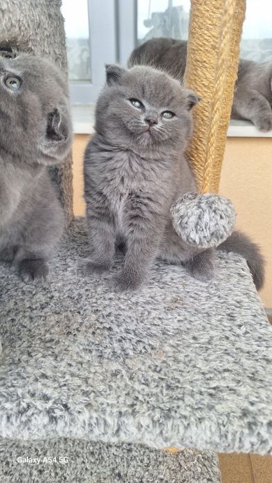 Шотландска клепоуха  госпожица