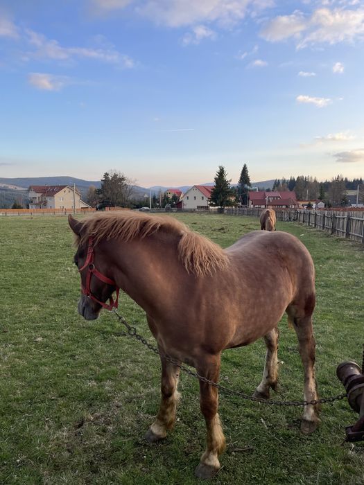 Vând mânza semigreu de 11 luni