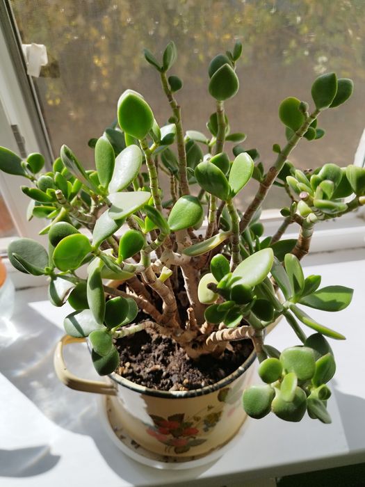 Продам комнатные цветы