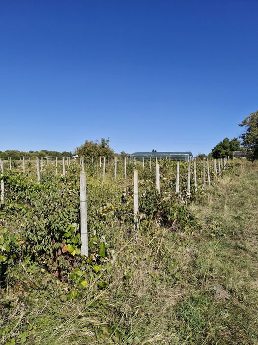 Teren intravilan  Podu Iloaiei