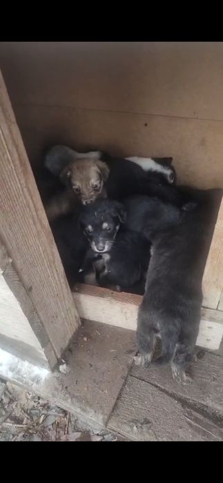 Отдам щенков очень много в добрые руки