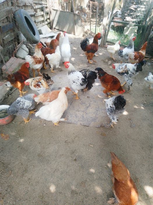 Cocoși și puici de vânzare