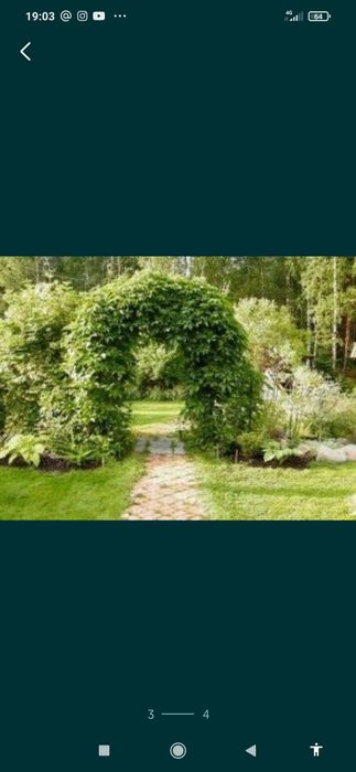 Дикий виноград саженцы