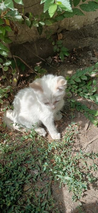 Отдам бесплатно котёнка мальчик