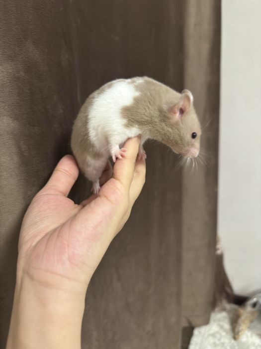 Продам сирийских хомяков