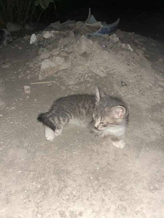 Кошки очень хароший