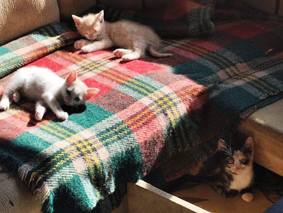 Малки сладки котенца