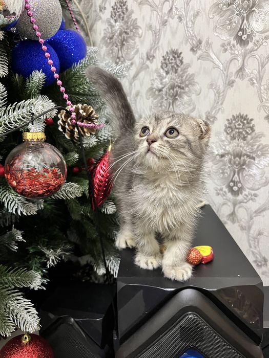 Mushukcha sotiladi erkak