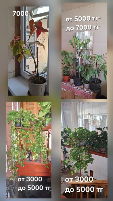 Продам комнатные цветы
