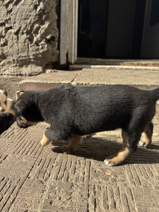 Отдам щенят даром