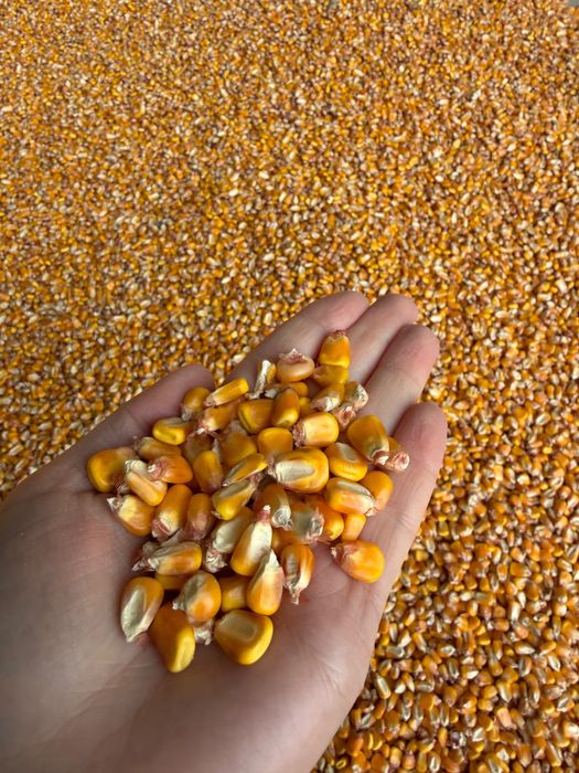 Porumb boabe 1 leu kg