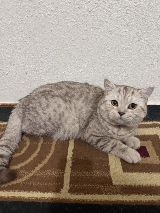 Вязка скотиш страйт