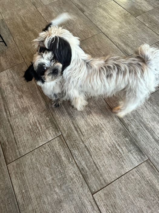 Catelusa Shih Tzu