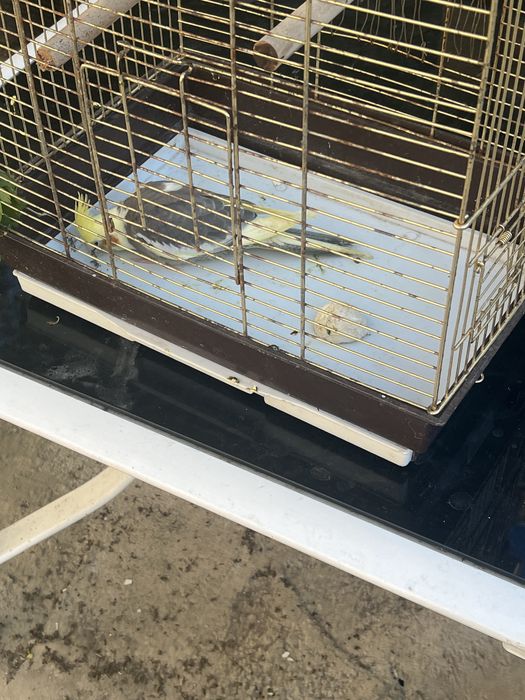 Nimfe perechi si tineret!