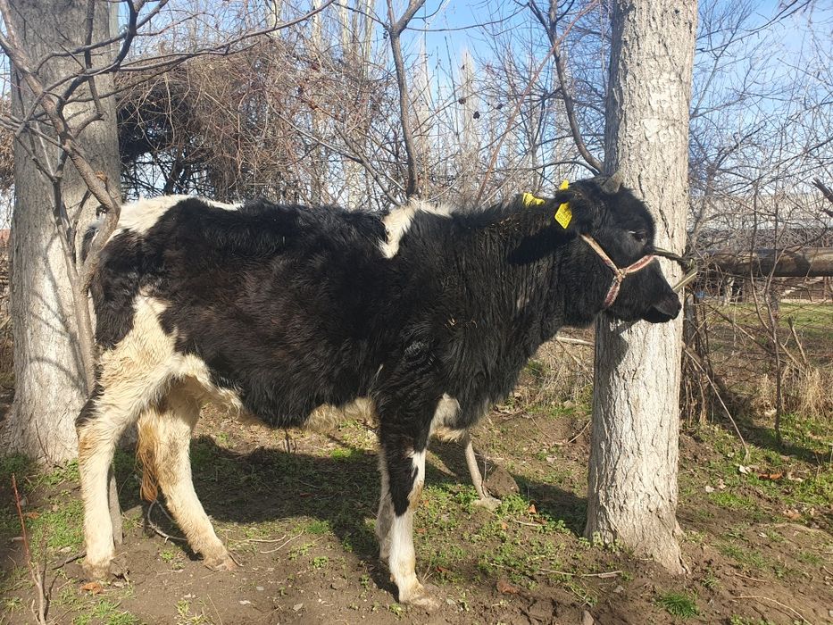 Гунажинлар 3 бош сотилади