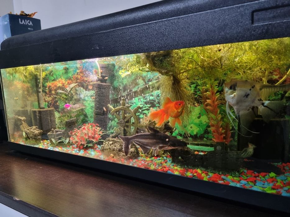 acvariu de 100 de L