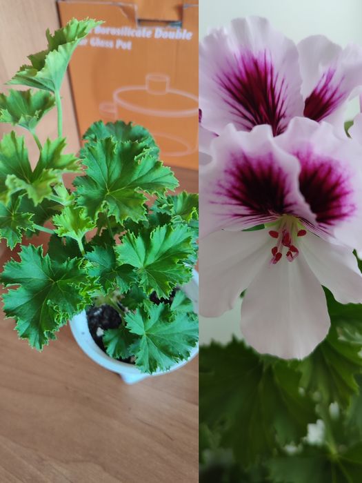 Продам комнатные цветы