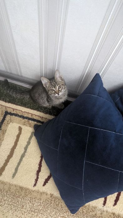 Котёнок 2 месяца бесплатно