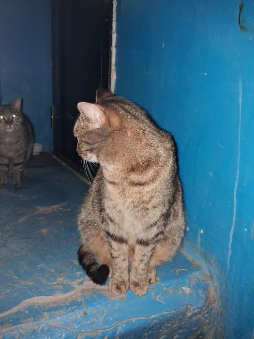 Кошечка бесплатно в добрые руки!