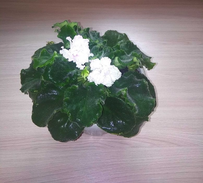 Фиалки комнатные