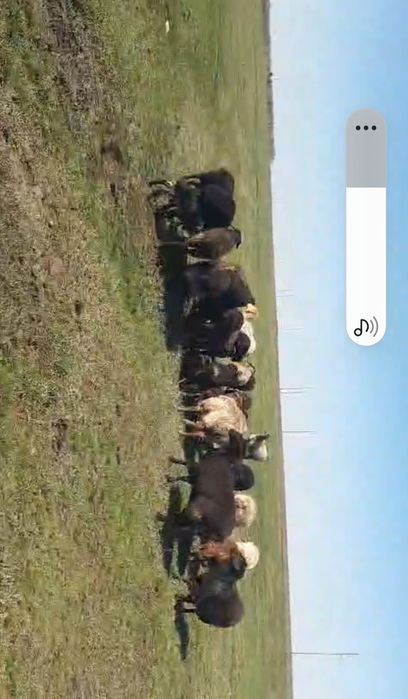 Бараны овцы ягнята