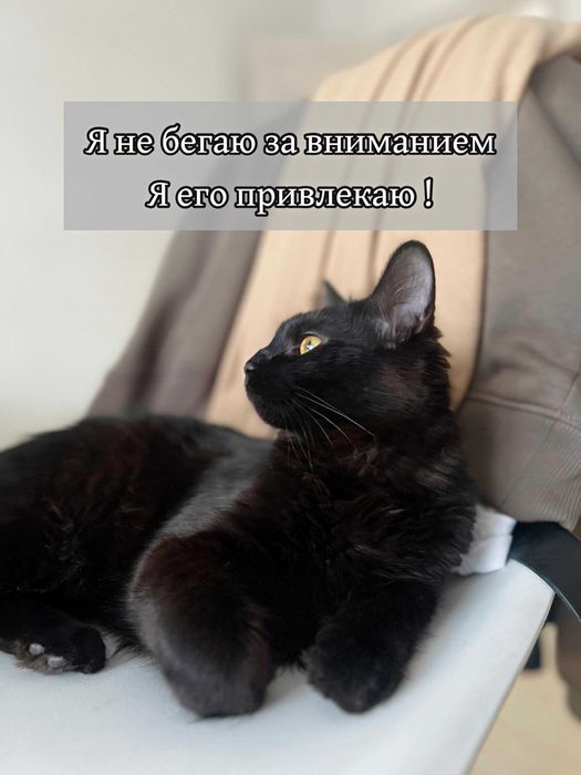 Ласковый кот в добрые руки!