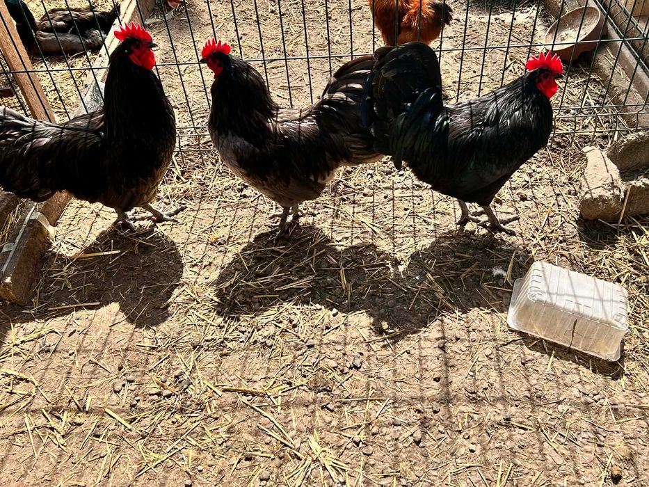 Cocoși tineri diferite rase