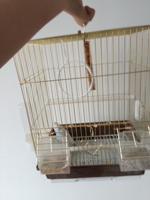 Продам папугай вместе с клетки