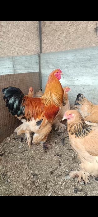 Брама палевая 1+5