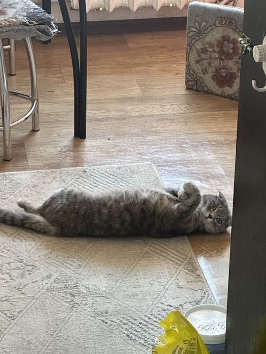 Продам 20к девочка