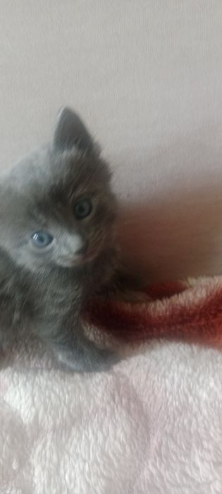 Отдам котят, в добрые руки