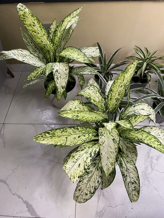 Цветы комнатные. Уход.