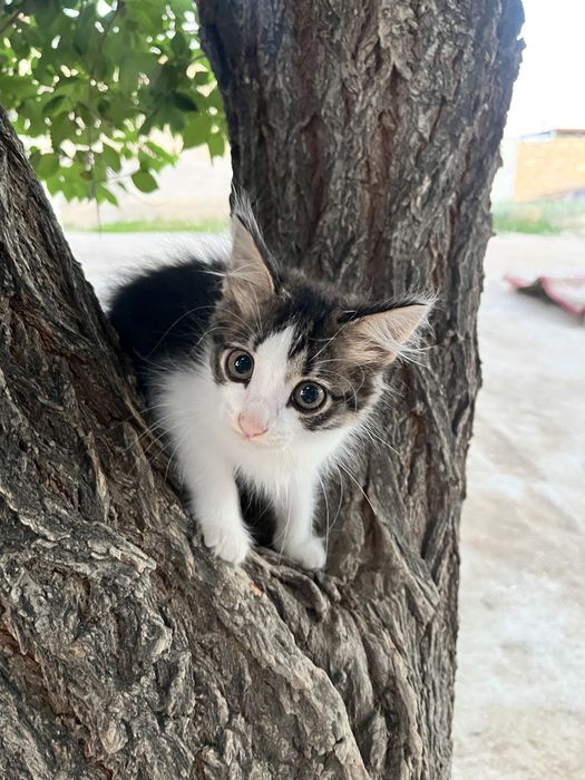 Две девочки-котёнка, 2,5 месяца. Скоро 3