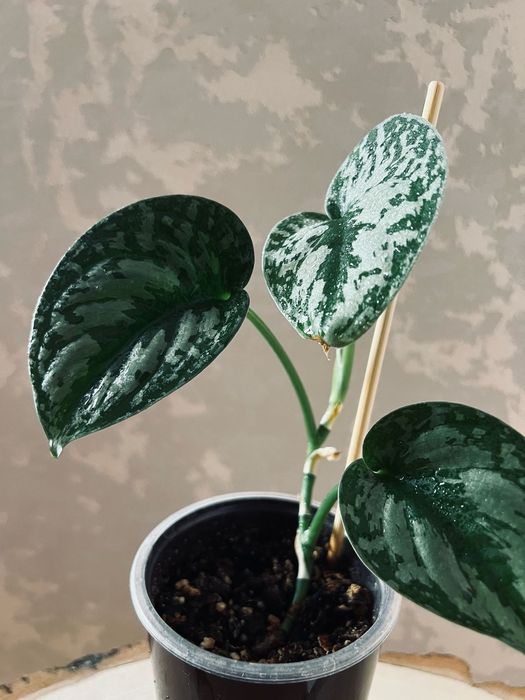 Продам Scindapsus pictus Trebie